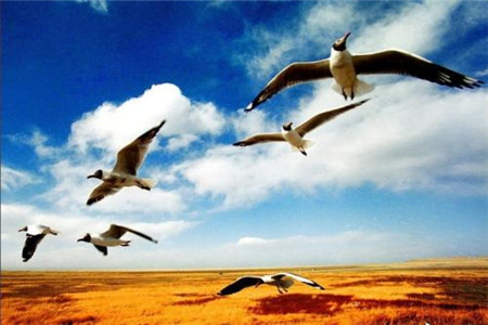 黑龙江自考专业哪些最实用?