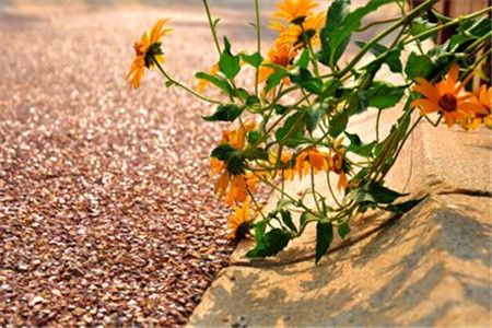 为什么黑龙江自考通过率那么低？