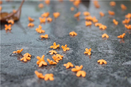 黑龙江自考大专需要什么条件?